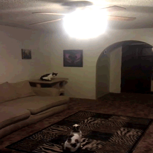 2943_20140721205721_Cat-of-the-Year.gif